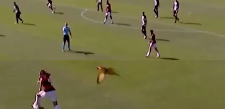 Player throwing ball while bird flies overhead