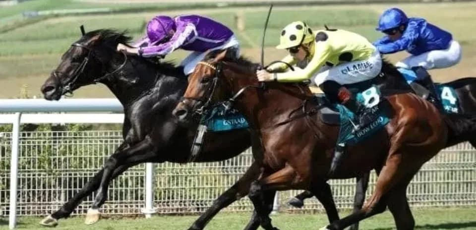 Three horses racing on a grassy track
