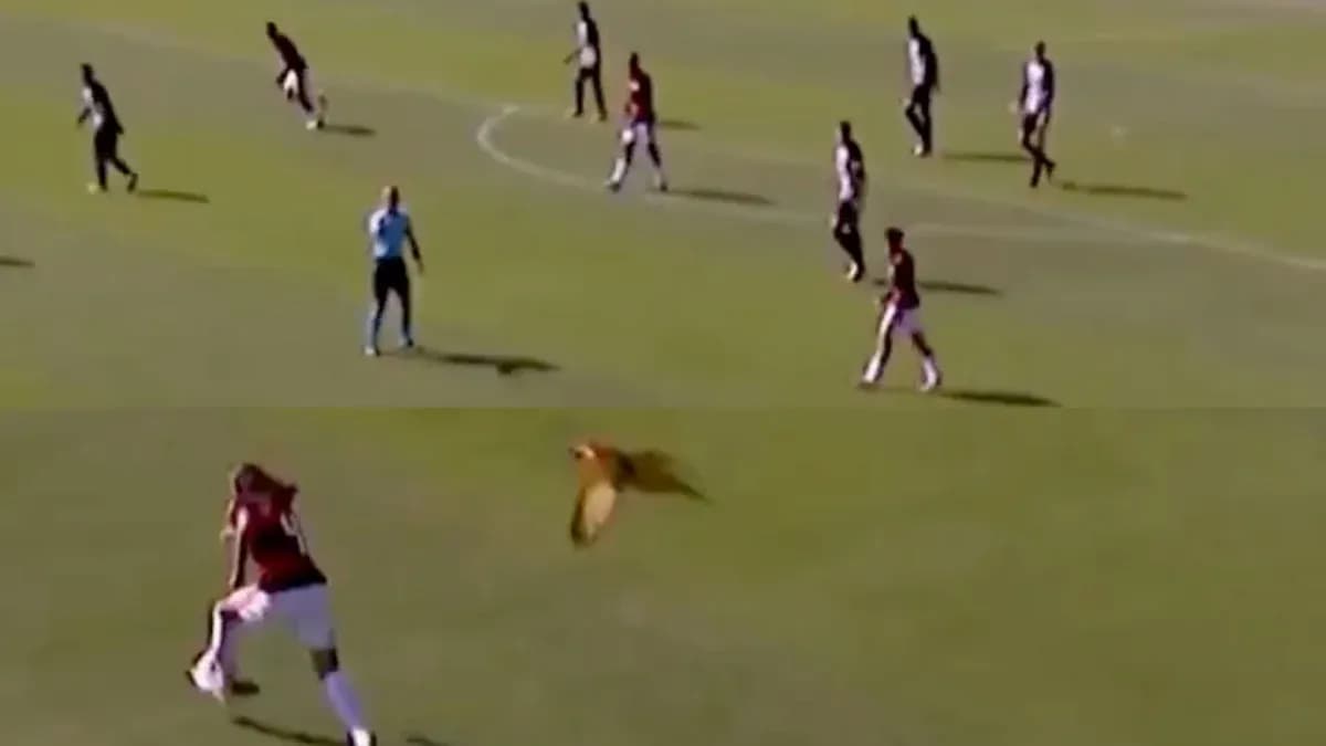 Player throwing ball while bird flies overhead Player throwing ball while bird flies overhead
